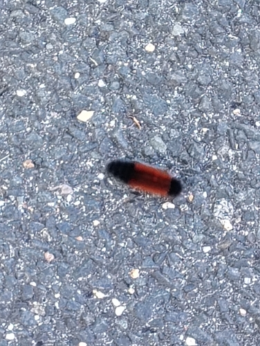 Isabella Tiger Moth