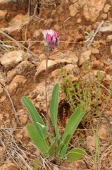 Anthyllis vulneraria rubriflora