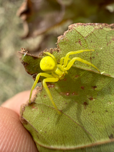 Goldenrod Crab Spider