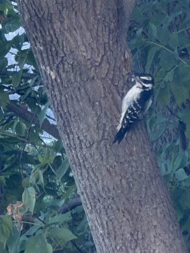 Hairy Woodpecker