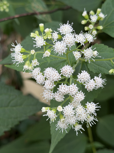 white snakeroot