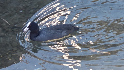 Eurasian coot