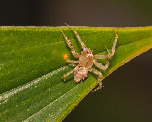 Laglaise's Garden Spider