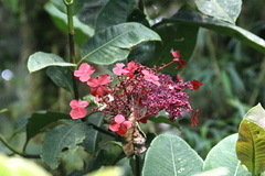 Hydrangea peruviana