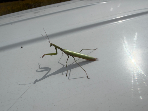 European Mantis