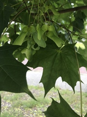 Acer platanoides