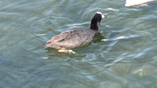 Eurasian coot
