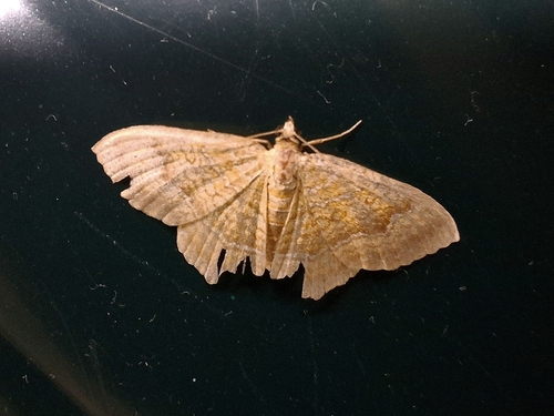 Yellow Shell Moth