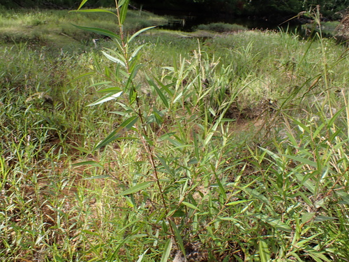 Salix nigra, photograph 5