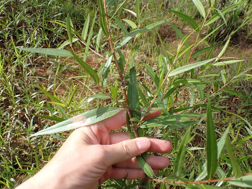 Salix nigra, photograph 6