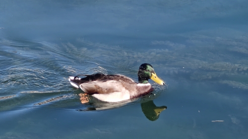 Mallard
