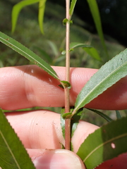 Salix nigra, photograph (c) Steven Lamonde, some rights reserved (CC BY)
