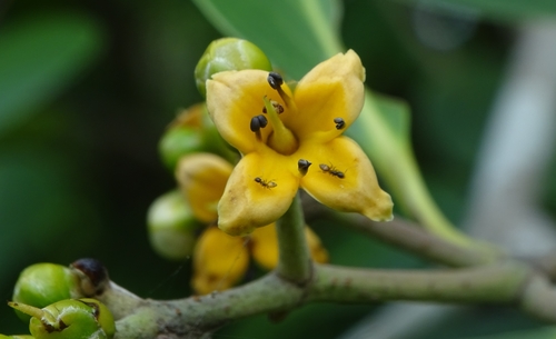 Avicennia officinalis