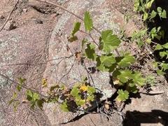 Rubus deliciosus