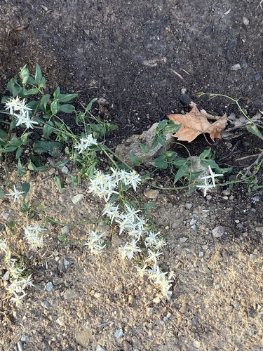 fragrant virgin's-bower