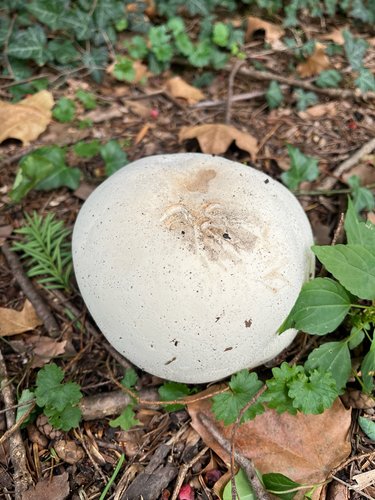 giant puffball
