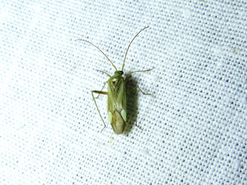 Alfalfa Plant Bug