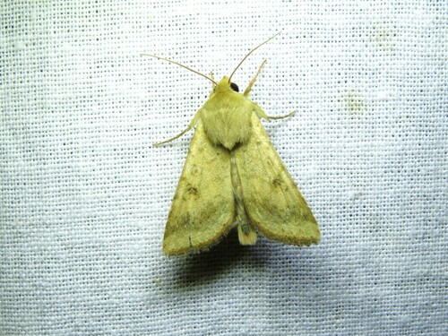 Cotton Bollworm Moth