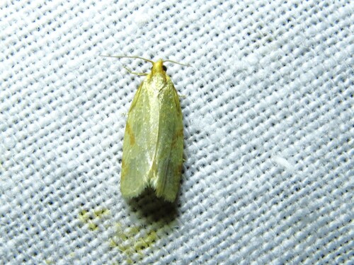Clepsis pallidana