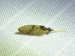 Sympherobius barberi