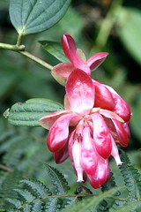 Cavendishia bracteata