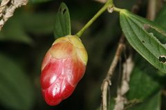 Cavendishia bracteata