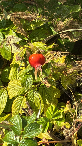 rugosa rose