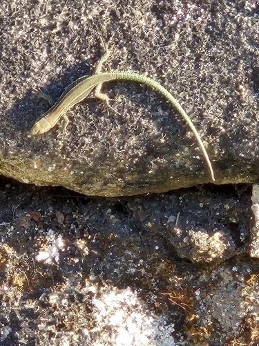 Bocage's Wall Lizard