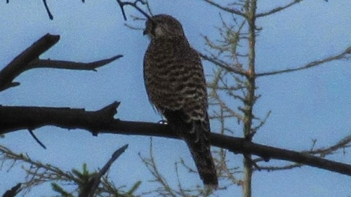 Eurasian Kestrel