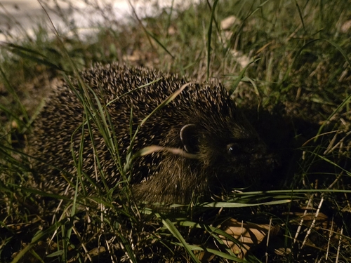 Common Hedgehog
