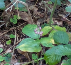 (c) aga_l_, some rights reserved (CC BY) Maianthemum bifolium, photograph (c) aga_l_, some rights reserved (CC BY)