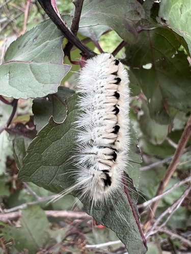 Hickory Tussock Moth