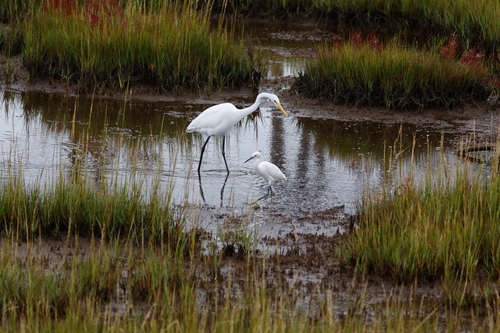 Great Egret
