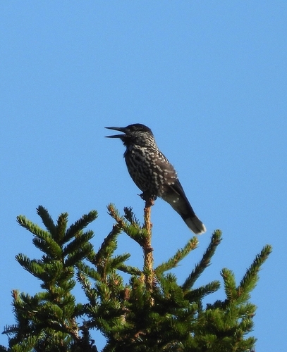 Northern Nutcracker