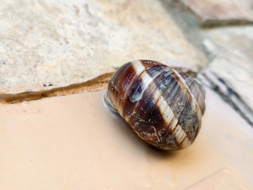 Turkish Snail