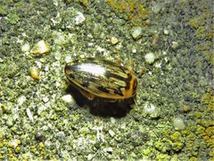 Coptotomus