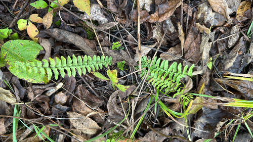 ebony spleenwort