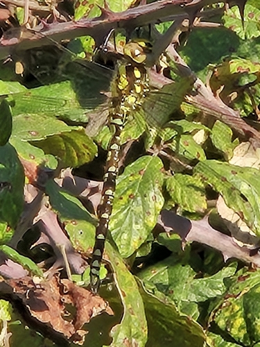 Southern Hawker