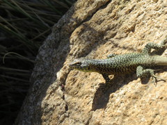 Liolaemus nigroviridis