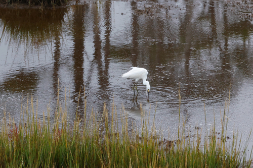 Snowy Egret