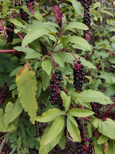 American pokeweed