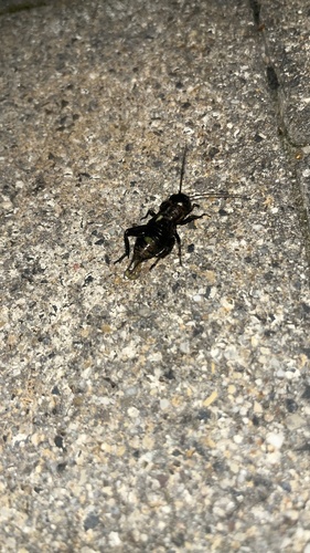 European Field Cricket