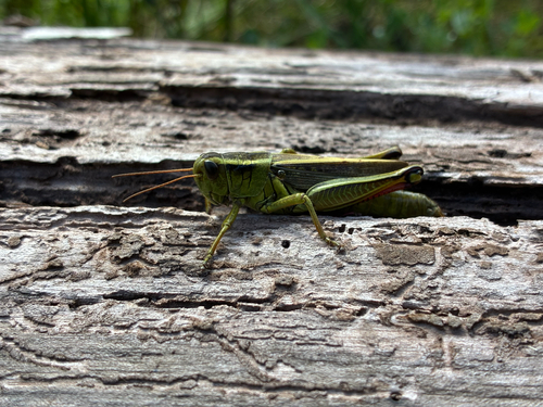Two-striped Grasshopper
