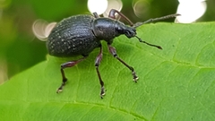 Otiorhynchus clavipes