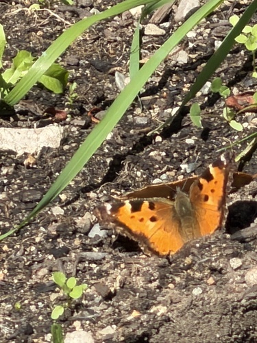 California Tortoiseshell