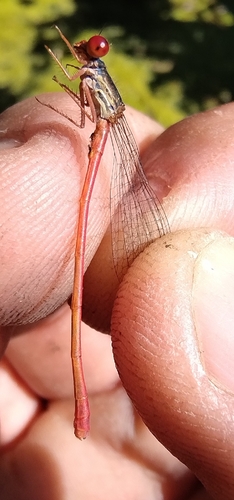 Small Red Damselfly