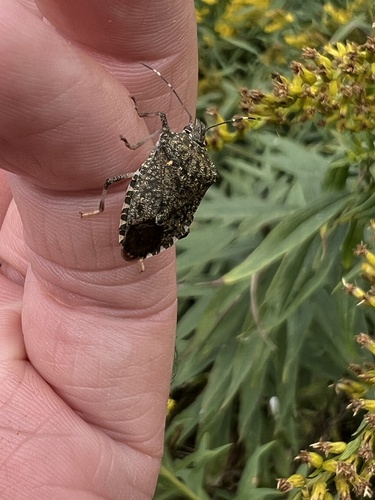 Brown Marmorated Stink Bug
