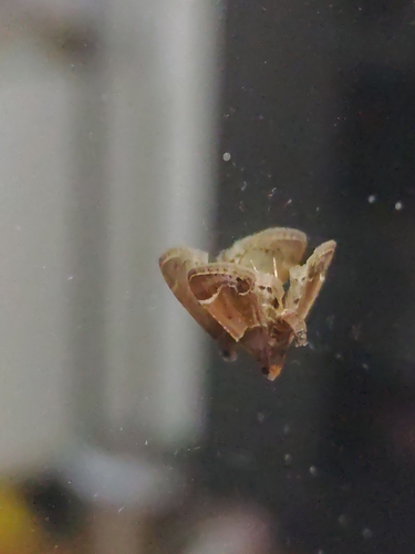 Meal moth