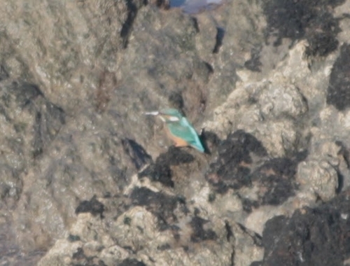 Common Kingfisher