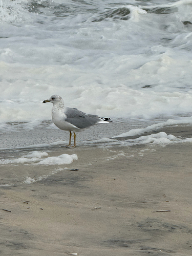 Ring-billed Gull